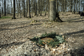 Begräbnisplatz in einem friedwald