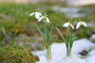 Snowdrops and snow.
