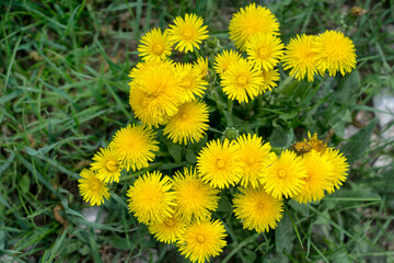Yellow dandelion flowers in green grass. Blooming spring meadow. Close-up.