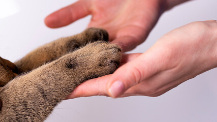 hands and paws of a cat on a white background friendship concept. Pets are human friends