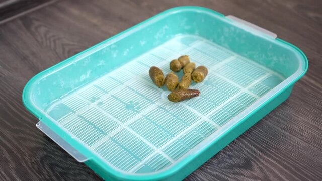 Close-up of cat poop in a tray. Toilet of the cat in the room.
