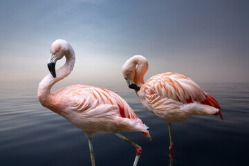 Fototapeta na wymiar American Flamingo. The American flamingo (Phoenicopterus ruber) is a large species of flamingo also known as the Caribbean flamingo