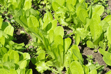 Growing salad in the garden in spring