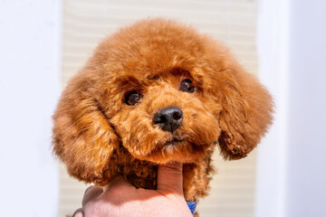 Grooming Close up of adorable Apricot little poodle in a hair salon for dogs. Professional cares for a dog in a specialized salon.