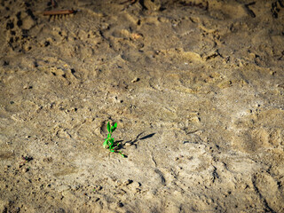 the plant is made of sand