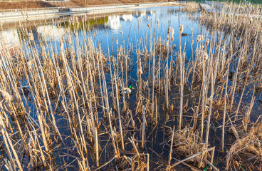 Beautiful view on the little lake with ducks on spring day.  Gorgeous nature backgrounds. Sweden.