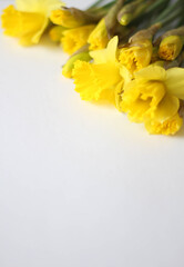 Fototapeta na wymiar Beautiful bouquet of yellow daffodils flowers isolated on white background. Flat lay, top view. Spring flowers. Gift cards design idea