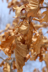 Dry Fall Leaves Close Up Orange with Blue Sky