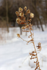 New England Aster Daisy  Dry Dead Flower in Winter Woods and Snow