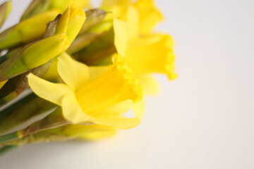 Beautiful bouquet of yellow daffodils flowers isolated on white background. Flat lay, top view. Spring flowers. Gift cards design idea