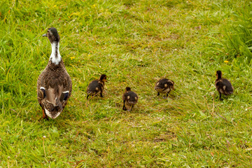 duck and the ducklings