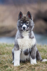 Siberian Husky Wolf color