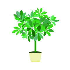 Fototapeta premium Flower Pot Scheffler in pot icon art design element stock vector illustration for web, for print, for flower shop, for packaging design