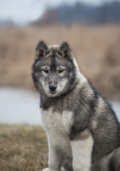 Siberian Husky Wolf color