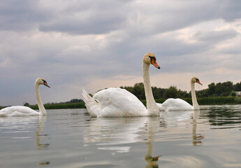 swans on the lake