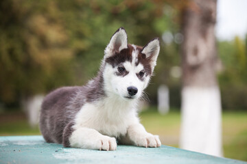Siberian husky puppy walks in the snow