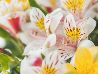 Macro photo of colorful Alstroemeria flowers. Natural spring background with white and yellow flowers.