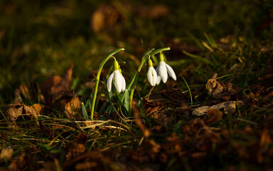 Snowdrops in 2021 in closeup