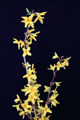 forsythia