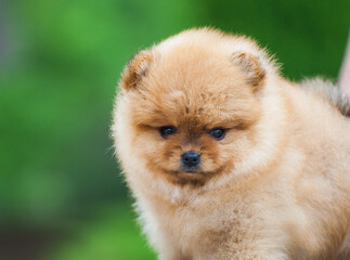 lovely children of the Pomeranian Spitz in the green garden