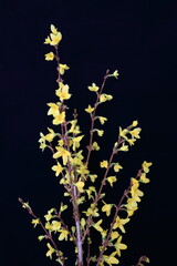 forsythia