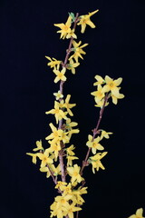 forsythia