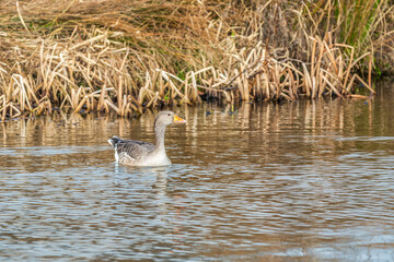 Greylag goose, Anser anser, swimming in ditch in mating plumage