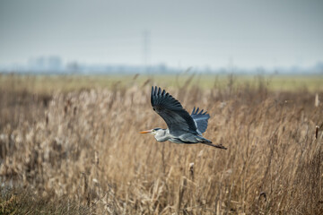 Great Blue Heron, Ardea cinerea, in close up focus flying over a swamp with dead vegetation in winter period against blurred background