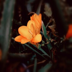 rose in the garden