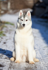 Siberian husky puppy on the street