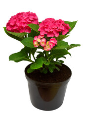 Obraz premium Pink flower hydrangea macrophylla in pot isolated on white background. Top view, flat lay