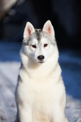 Obraz premium Siberian husky puppy on the street