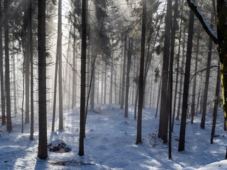 winter spruce forest in the Silesian Beskids, Poland