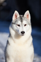 Obraz premium Siberian husky puppy on the street