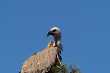 buitre
