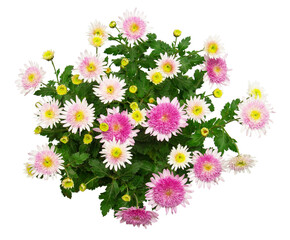 Bouquet pink chrysanthemum flower isolated on white background. Flat lay, top view