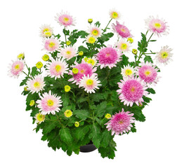 Bouquet pink chrysanthemum flower isolated on white background. Flat lay, top view