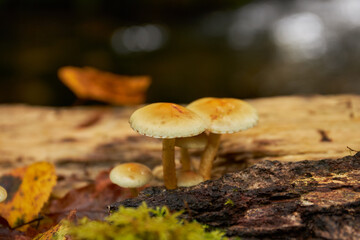 Close-up of some mushrooms that grow on the trunk of a fallen tree.