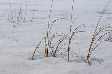 Winter Dead Tall Grass peaking out the Snow landscape