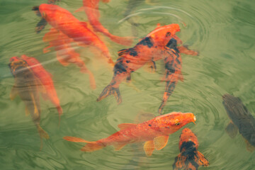 Orange koi carp fish in the pond