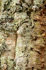 Bark tree trunk texture with lichen