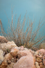 Dry vegetation. An old abandoned quarry.
