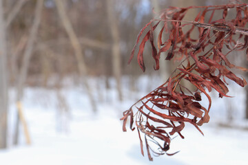 Red Leaves of a Tree Close Up in Winter Landscape