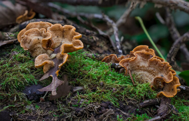 Bracket fungi on a tree trunk with green moss in autumn