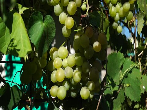 Harvest. Bunches of juicy ripe grapes. Vineyard in the fall.