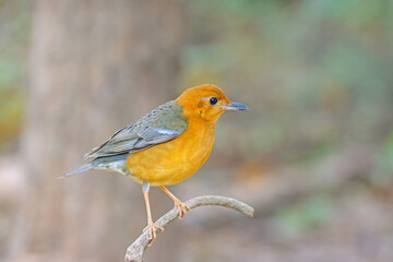 Female bird Orange-headed Thrush  (Geokichla citrina)in the rainforest.