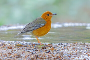 Female bird Orange-headed Thrush  (Geokichla citrina) standing on puddle in the rainforest.