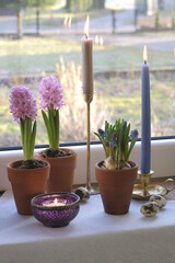 Spring bulbous flowers and candles in copper candlesticks on a blurred background. Pink hyacinths and blue muscari in terracotta pots on the windowsill. Easter decor.