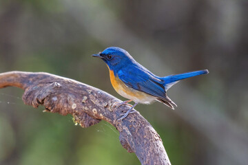 Little blue bird Chinese Blue Flycatcher (Cyornis glaucicomans) in the rainforest.