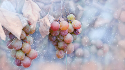 Ice wine making. Wine white grapes for ice wine in winter condition and snow. Frozen grapes covered by white flake ice, The sweetest wine is from grapes shredded after the first frost.  © Kakteen